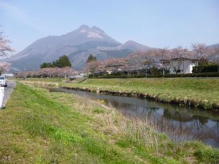 大分川・由布岳・桜.jpg