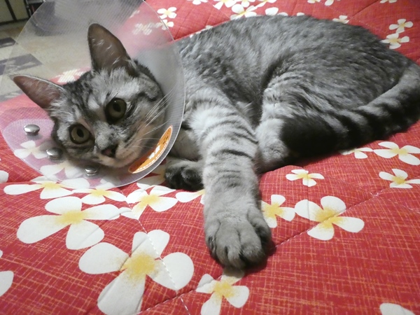 P1000817.JPG