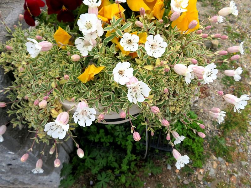 4月26日 今日の一花 その２ シレネユニフローラ Gazengamaのブログ 散歩中に出合った花と趣味の陶芸作品 楽天ブログ