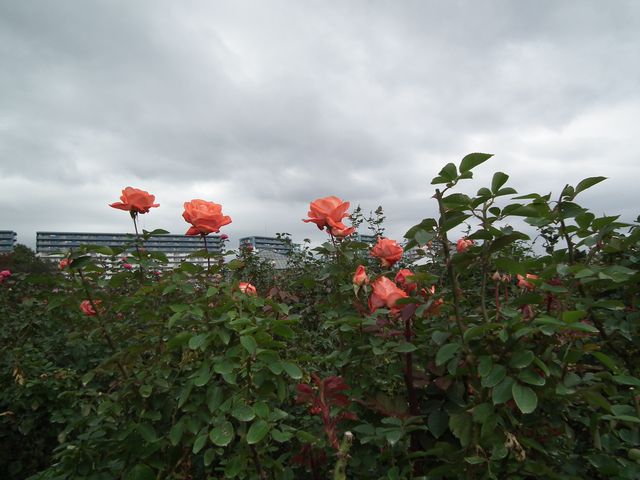 DSCF8542.JPG