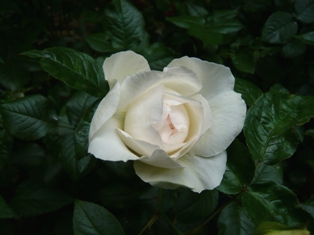 b62.jpg