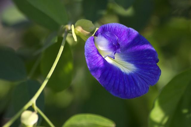 チョウマメ 蝶豆 Clitoria Ternatea Linne 別名 クリトリア クリトリア テルナテア 英名 バタフライ ピー マメ科チョウマメ クリトリア 属 なんでもあり工房 のブログ 楽天ブログ