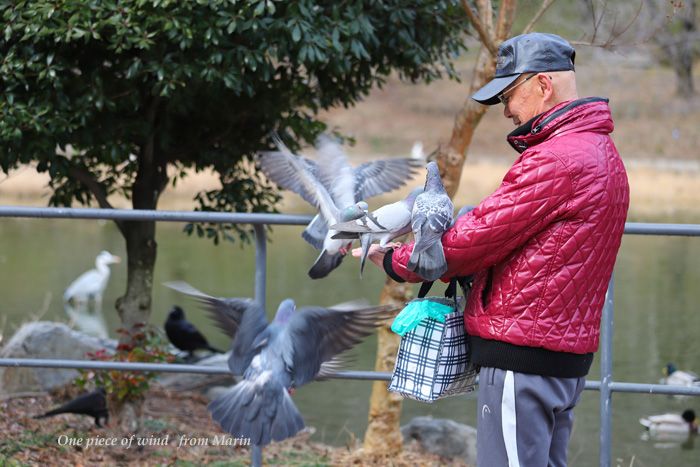 鳩使いのおじさん ひとひらの風 楽天ブログ