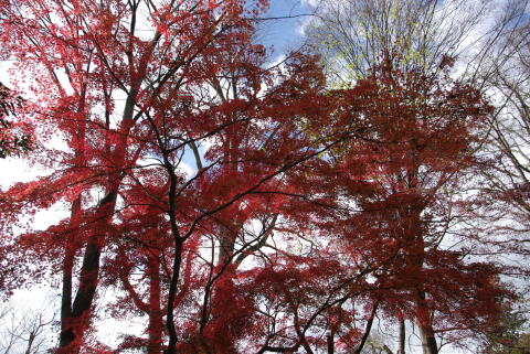 井の頭恩賜公園の紅葉