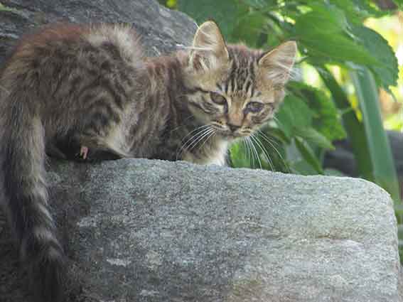 我が家のニャンコ♪2015.9.25-3