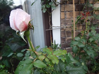 DSC01542.jpg