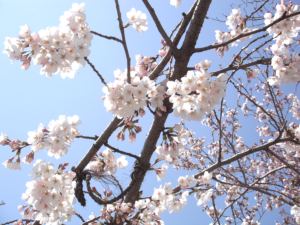 120408春日神社