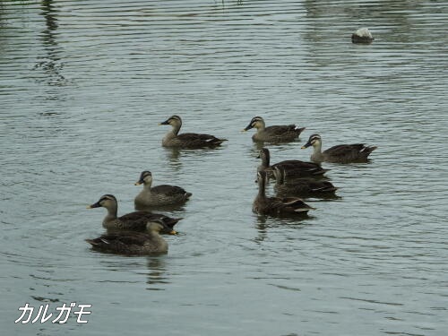 小池公園にて