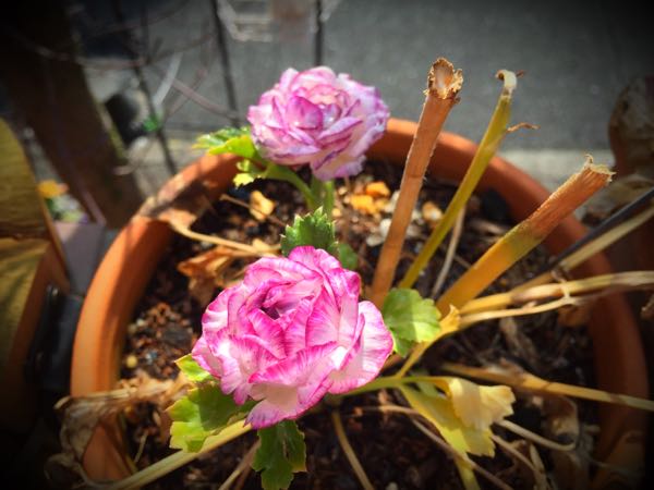 rblog-20160225160856-03.jpg