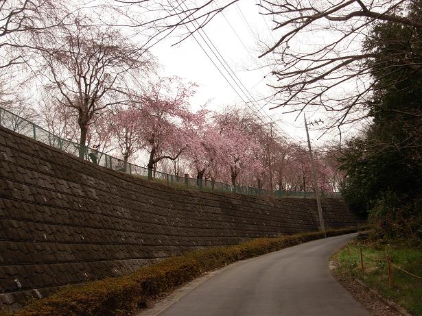 枝垂れ桜