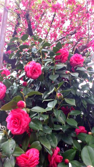 ピンクのコラボ