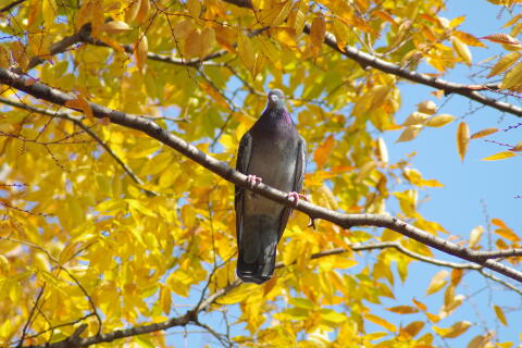 洗足池の野鳥