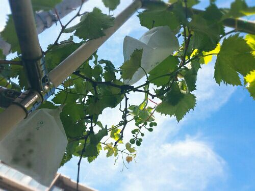 rblog-20180602190123-00.jpg