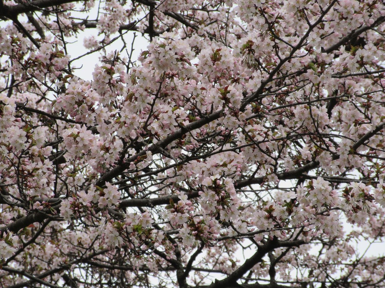 はなたび 北海道２０２０ その４ 神楽岡公園の桜 アイヌモシリの春夏秋冬 Beautiful Seasons Of Hokkaido 楽天ブログ