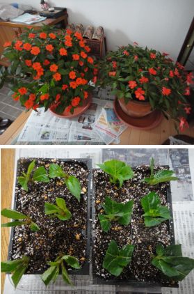 サンパチェンスの挿し芽作り