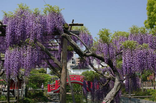 亀戸天神社にて