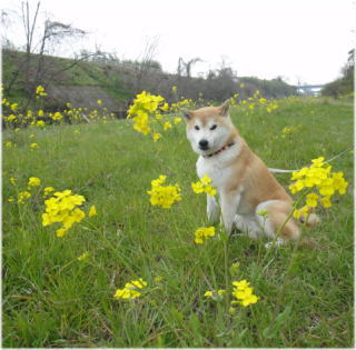 菜の花3.jpg