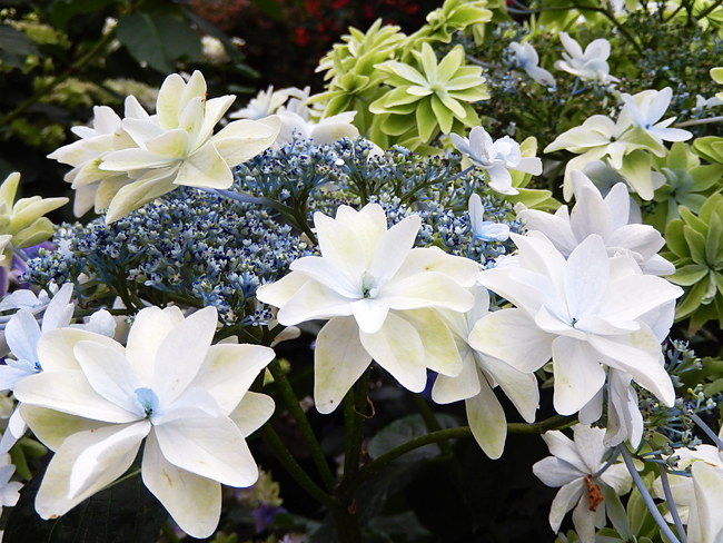 紫陽花２