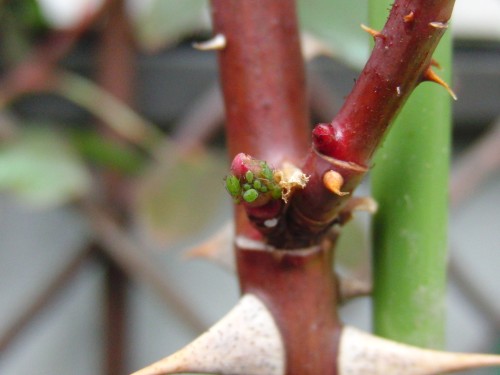 2012.3.2 ベルシーニの新芽についたアブラムシ.jpg