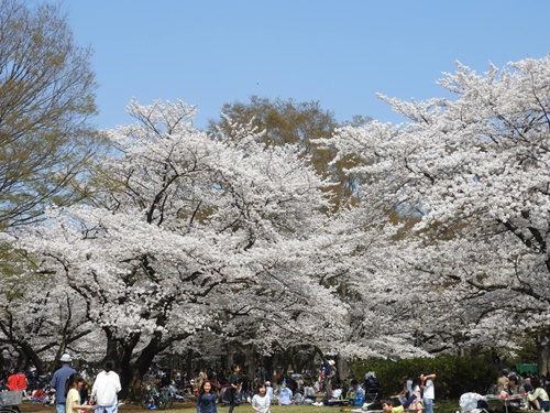 光が丘公園の桜