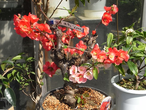 縁日のボケの花