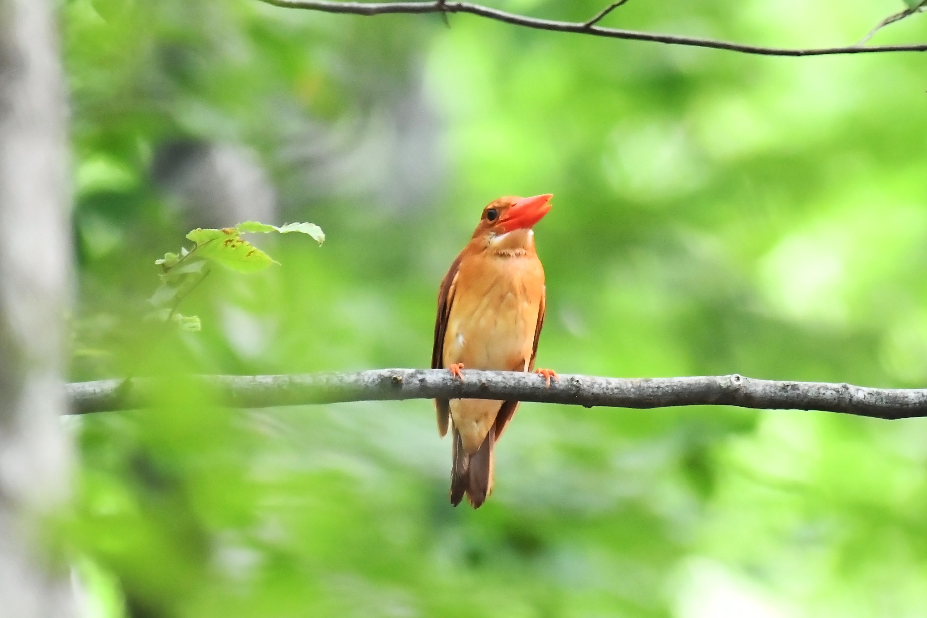 アカショウビン の御姿 野鳥との日常生活を綴る 楽天ブログ