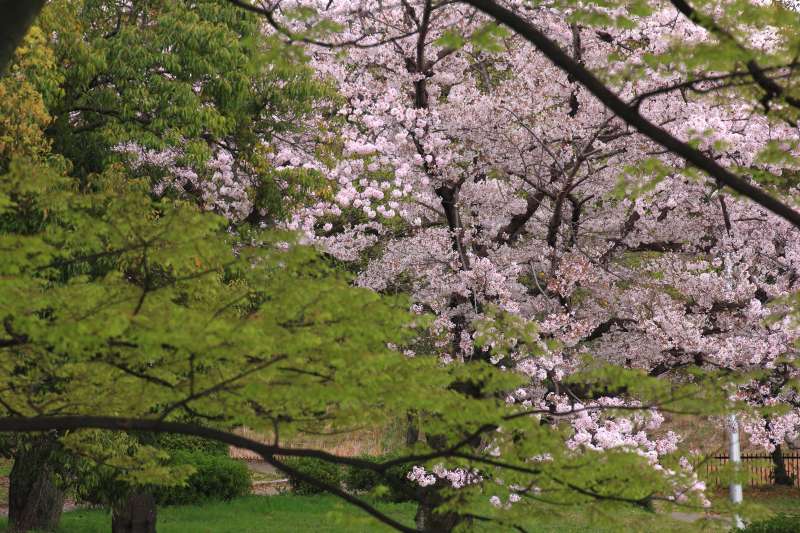 ２ ９８７ 桜便り Huちゃん 写真日記 楽天ブログ