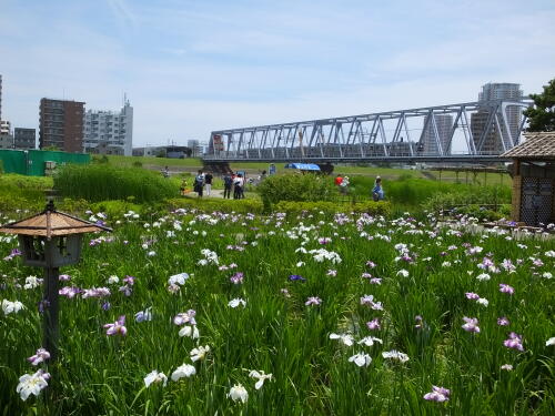 小岩菖蒲園にて