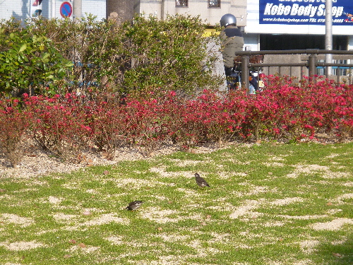 P1100109(1).JPG