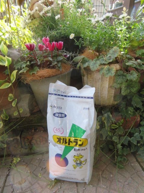 新芽わさわさバラの肥料とオルトラン撒き クリローの種がすごい ばぁばの薔薇の花園 楽天ブログ