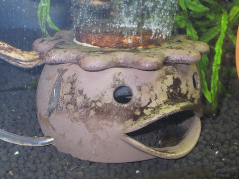 2015.01.22エビ槽２.JPG