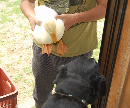 DSC_0095.JPG