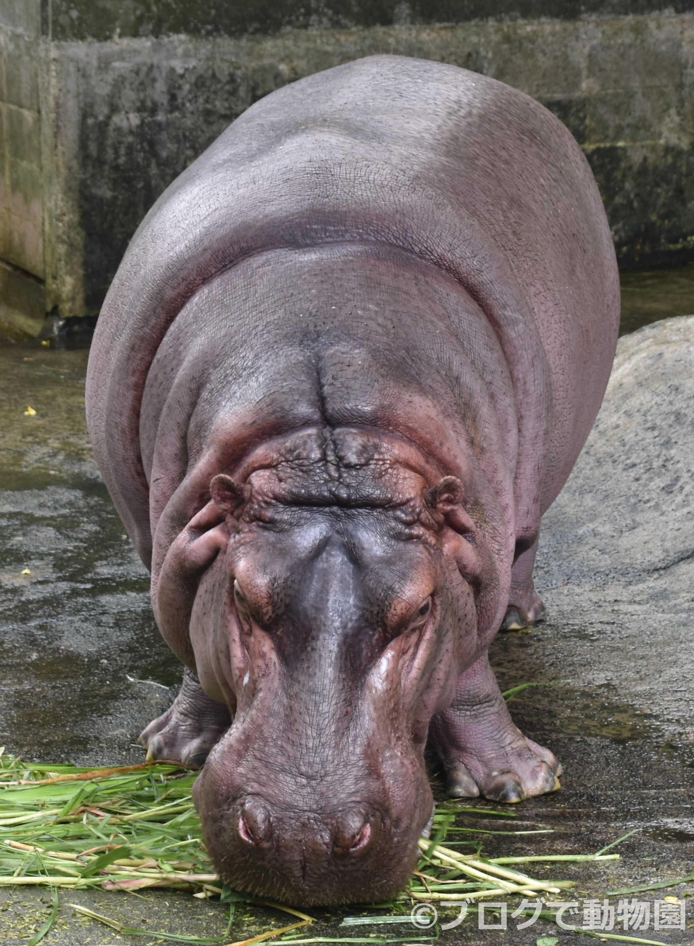 カバ ブログで動物園 楽天ブログ