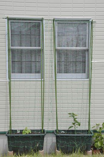 緑のカーテン20-5-'12 001.JPG