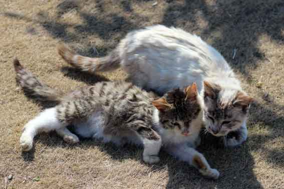 我が家のニャンコ♪2014/02/28-3