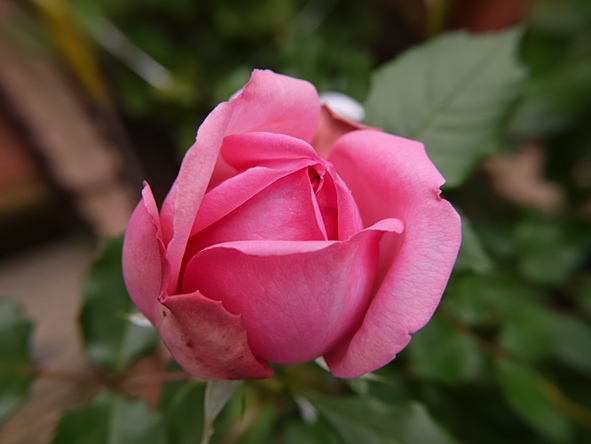 ローズ・ポンパドゥール