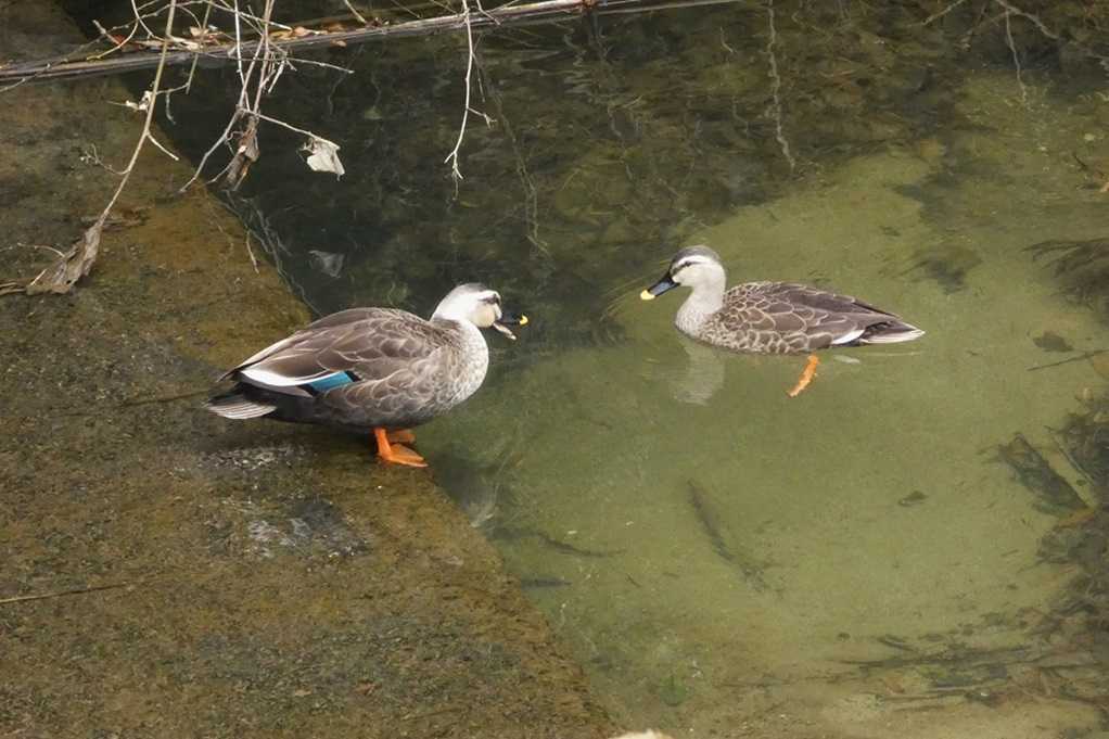 515