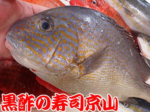 港区　東麻布　美味しい魚　宅配寿司