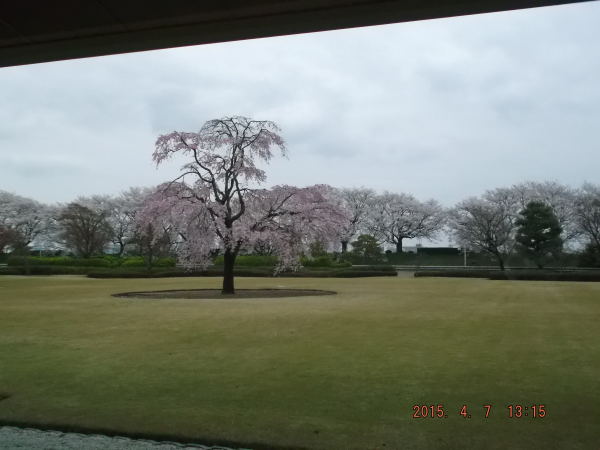 桜