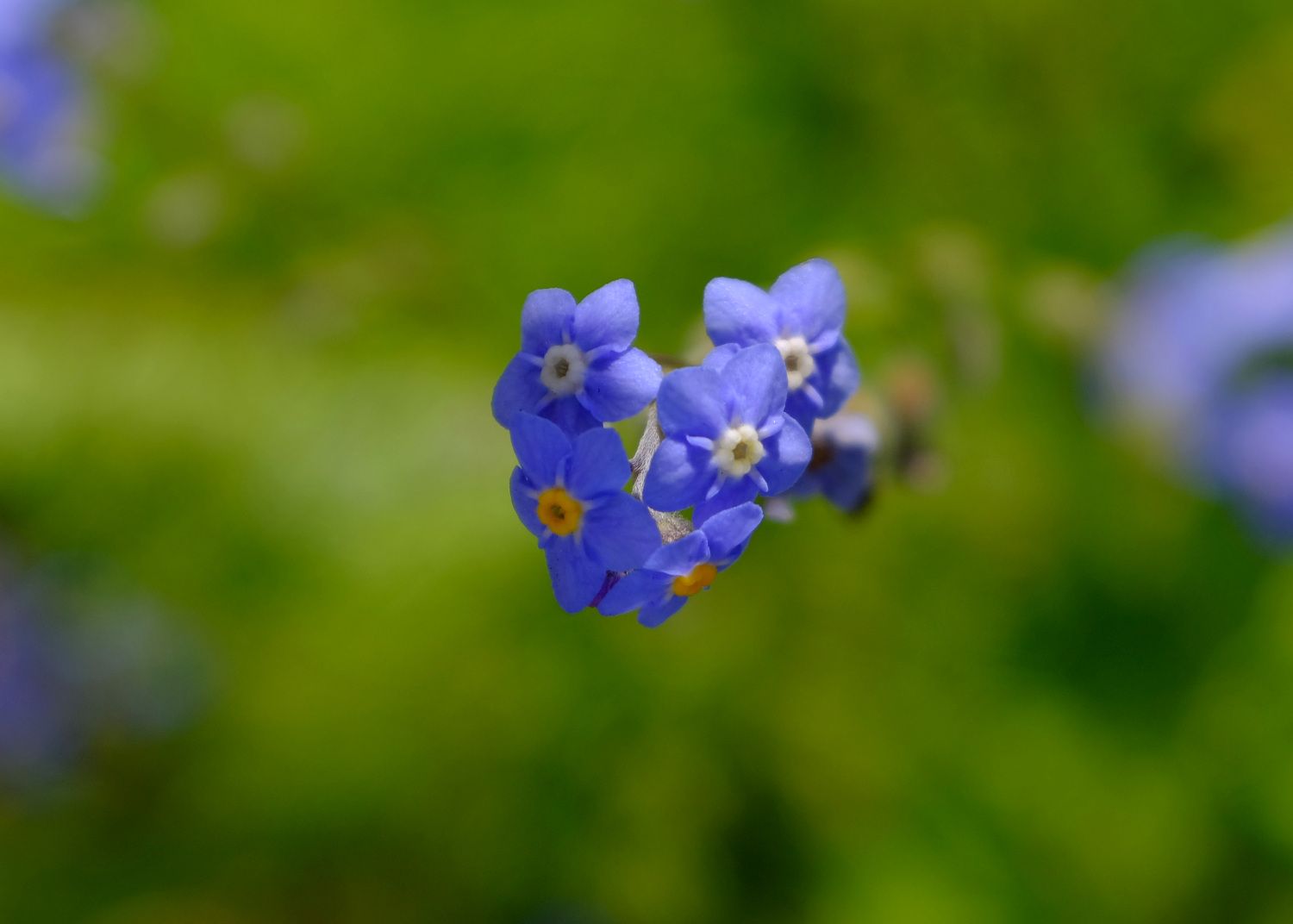 ワスレナグサをあなたに 南風のメッセージ 楽天ブログ