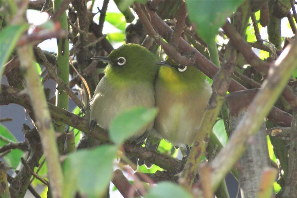 庭の野鳥;蜜柑メジロ、仲良しメシロ、万両ヒヨドリ、土浴びスズメ。 | 大分金太郎の花鳥蝶月 - 楽天ブログ