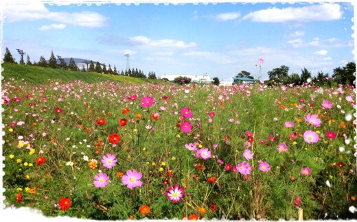 馬入ふれあい公園のコスモス