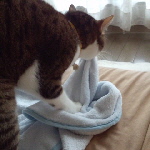 いつもの儀式