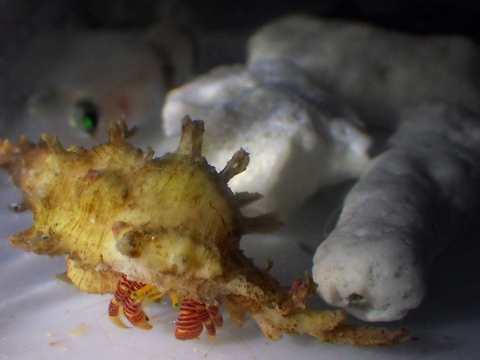 ユビナガワモンヤドカリ25　Ciliopagurus krempfi