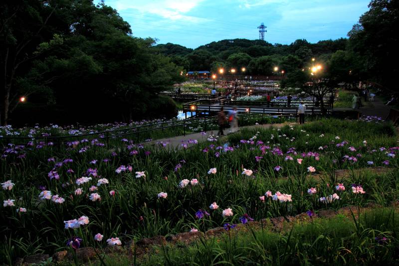 菖蒲園_002.jpg