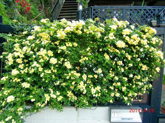 花、再び、、、 038.jpg