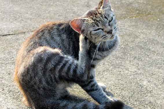 我が家のニャンコ♪15/09/06-3