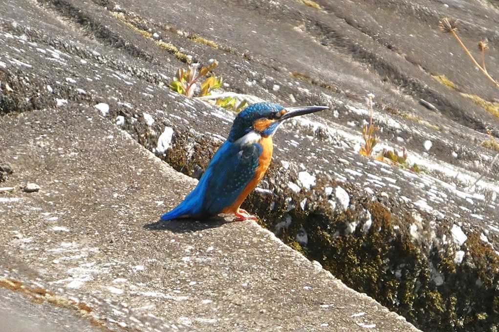 515