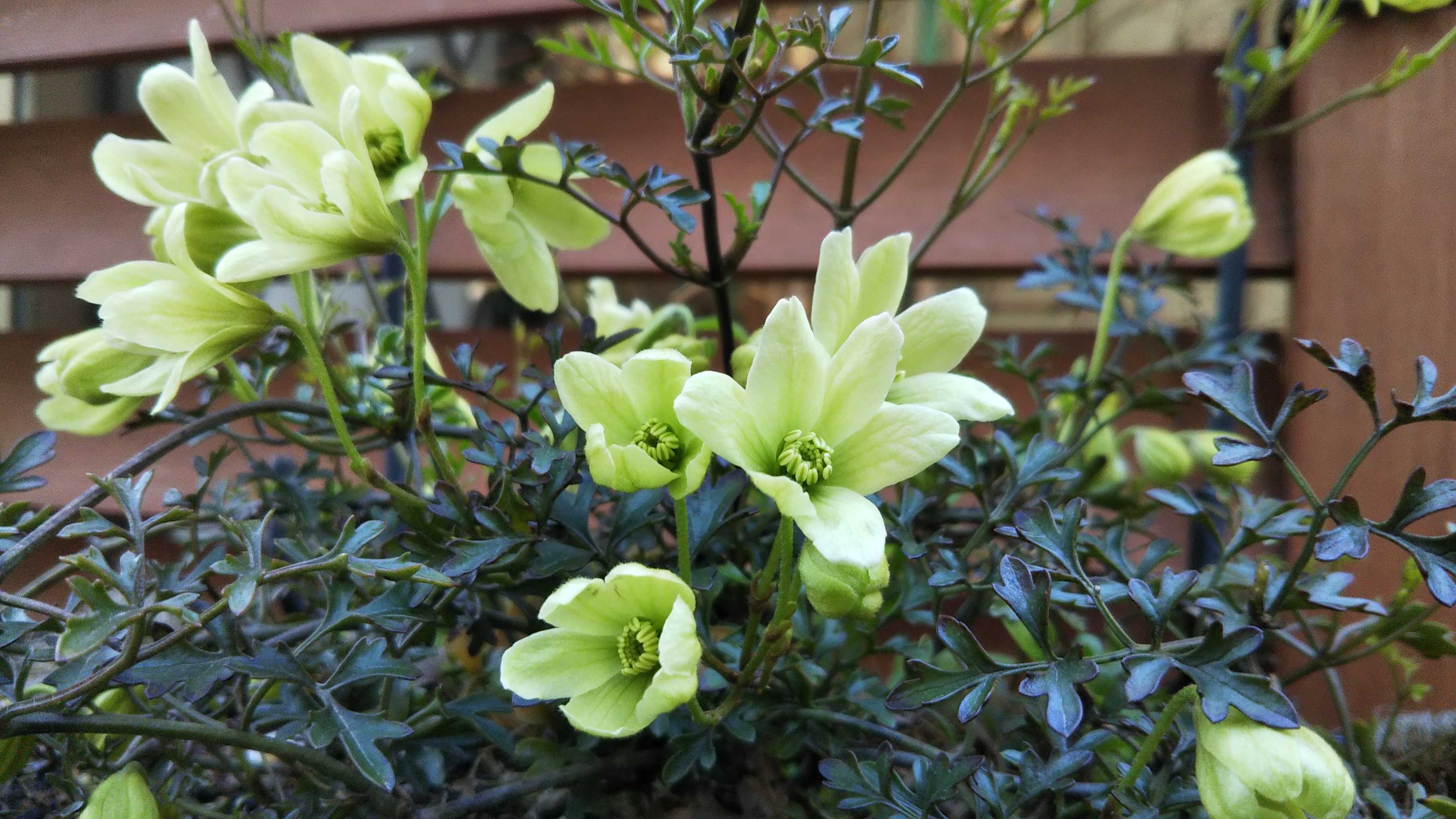 ペトリエイとムスカリ開花 ホスタ ハルシオンの新芽 シェードガーデンと猫 楽天ブログ
