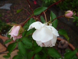 P1250810ss.jpg